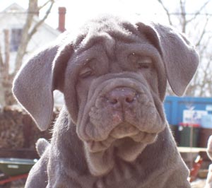 DOG ITALIAN